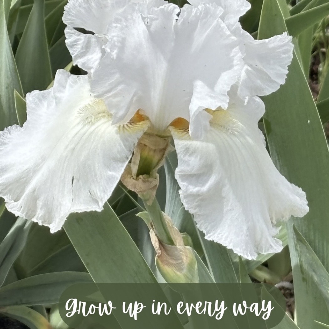 Grow Up in Every Way